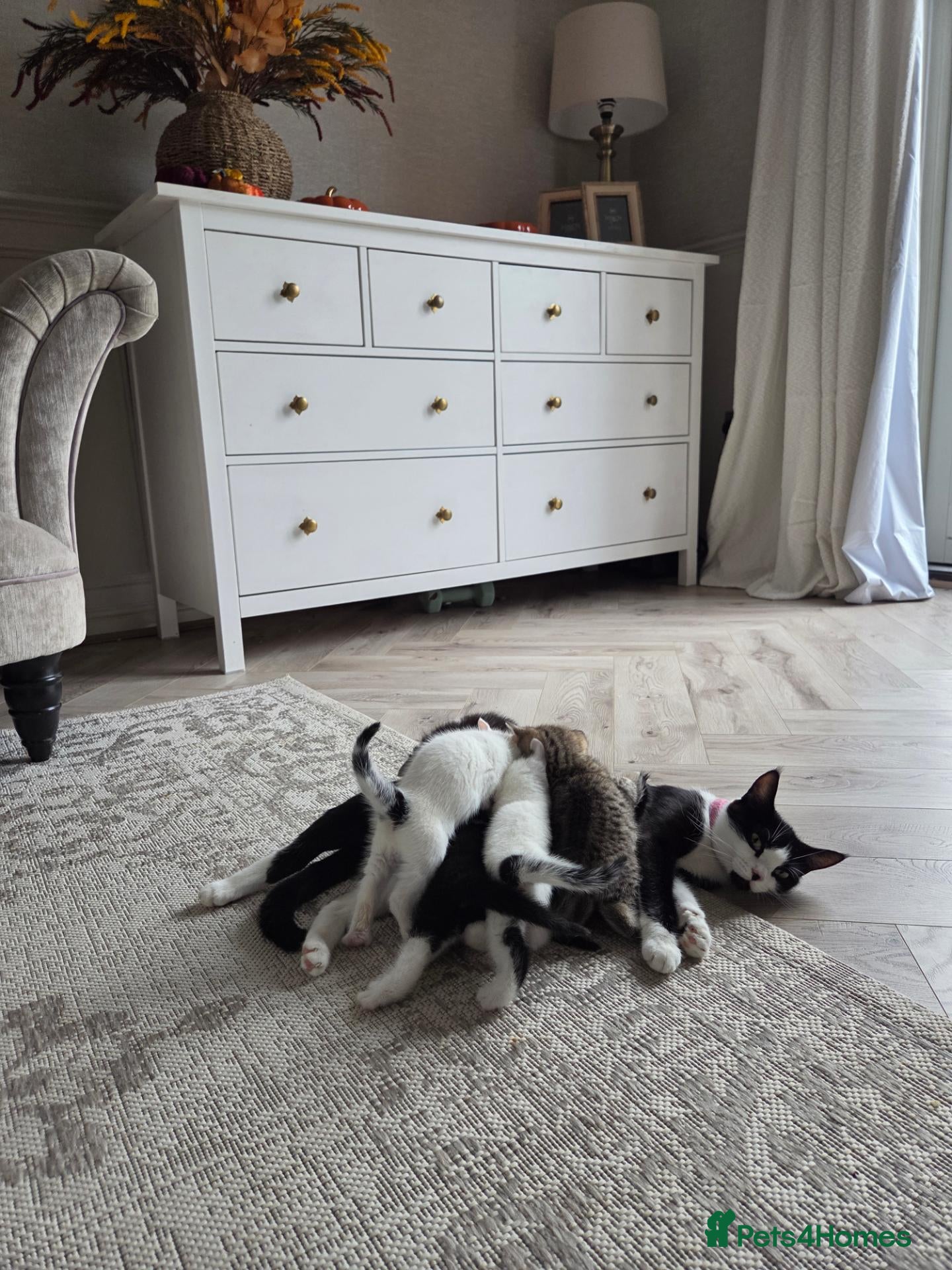 British Shorthair cats for sale: Gorgeous kittens - Advert 8