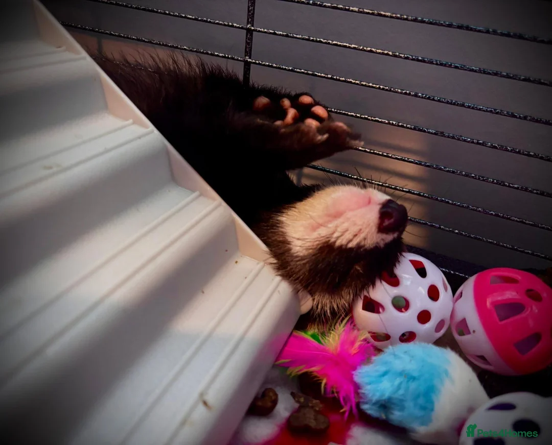 Ferret rodents for sale: 2 Male Part Angorra Hob Kits - Advert 1