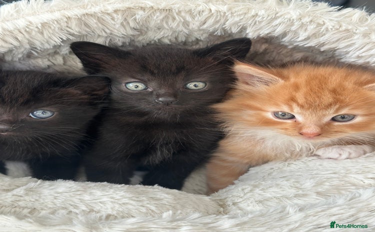 Mixed Breed cats - Advert 1