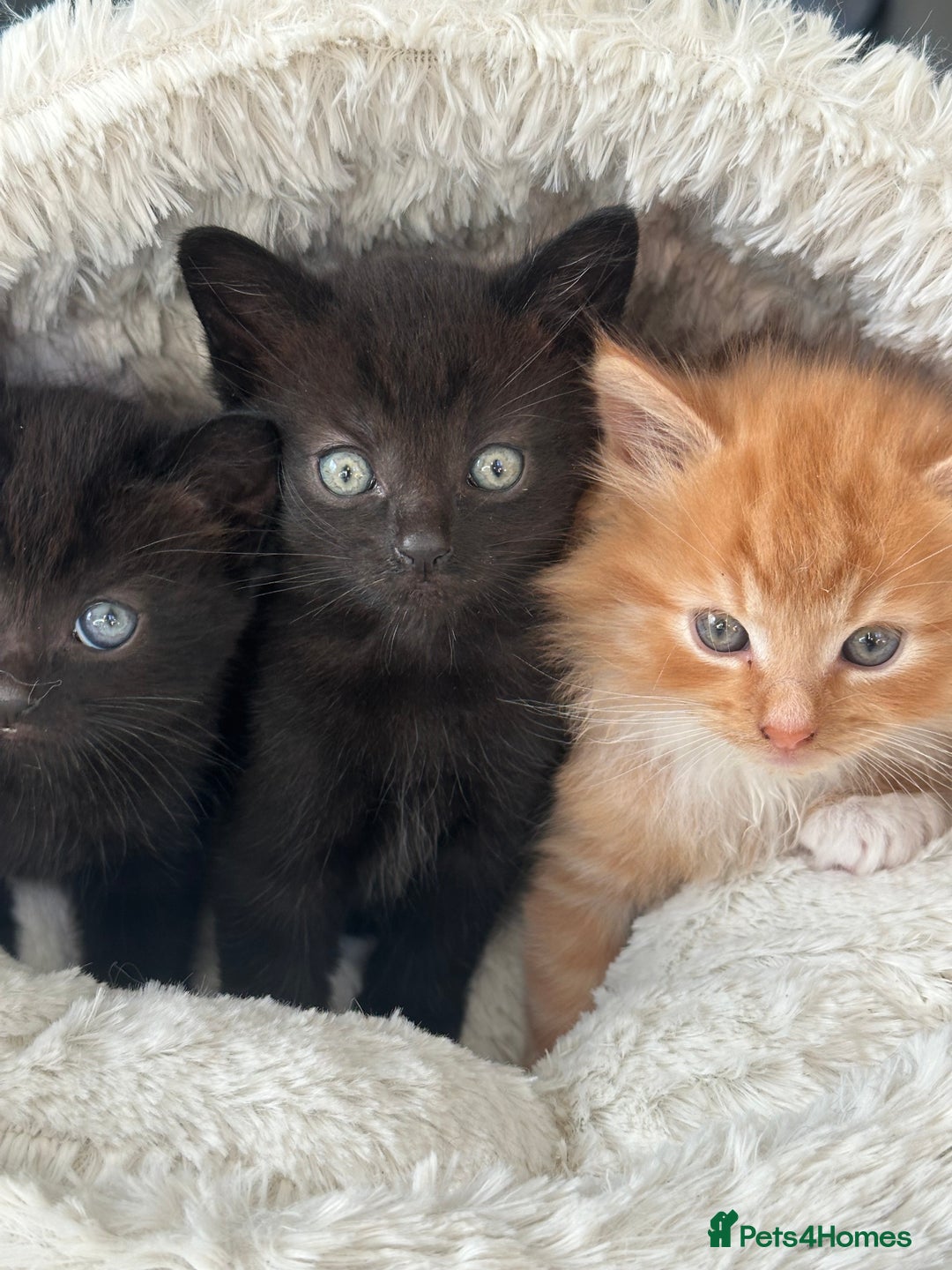 Mixed Breed cats for sale: Wonderful two boys and girl🐈‍⬛🐈🐈‍⬛😍 - Image 1