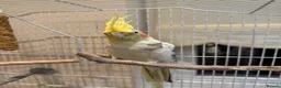 Cockatiels birds for sale: Male cockatiel - Advert 3