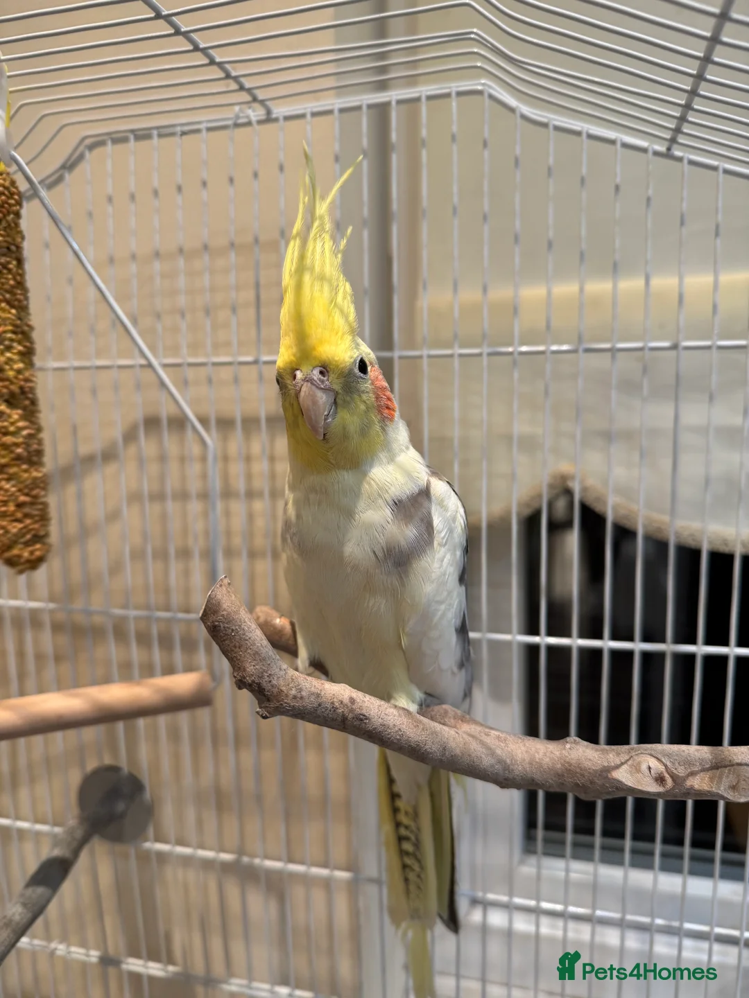 Cockatiels birds for sale: Male cockatiel - Advert 3