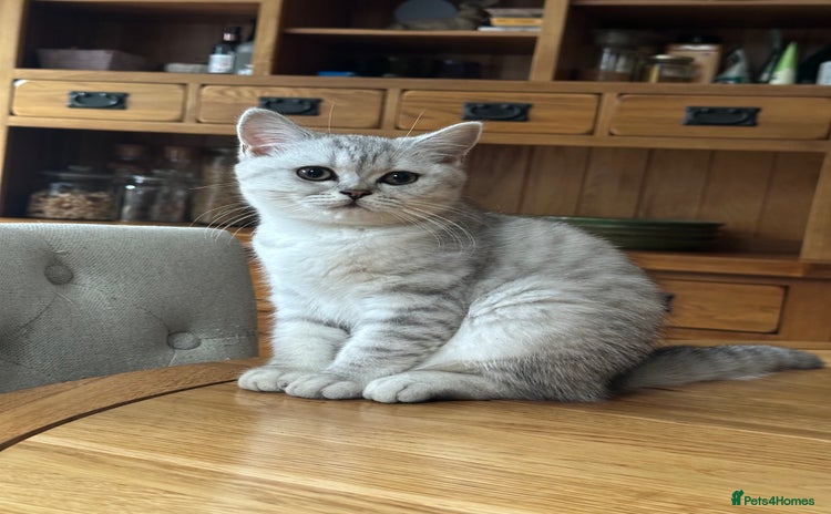 British Shorthair cats - Advert 11