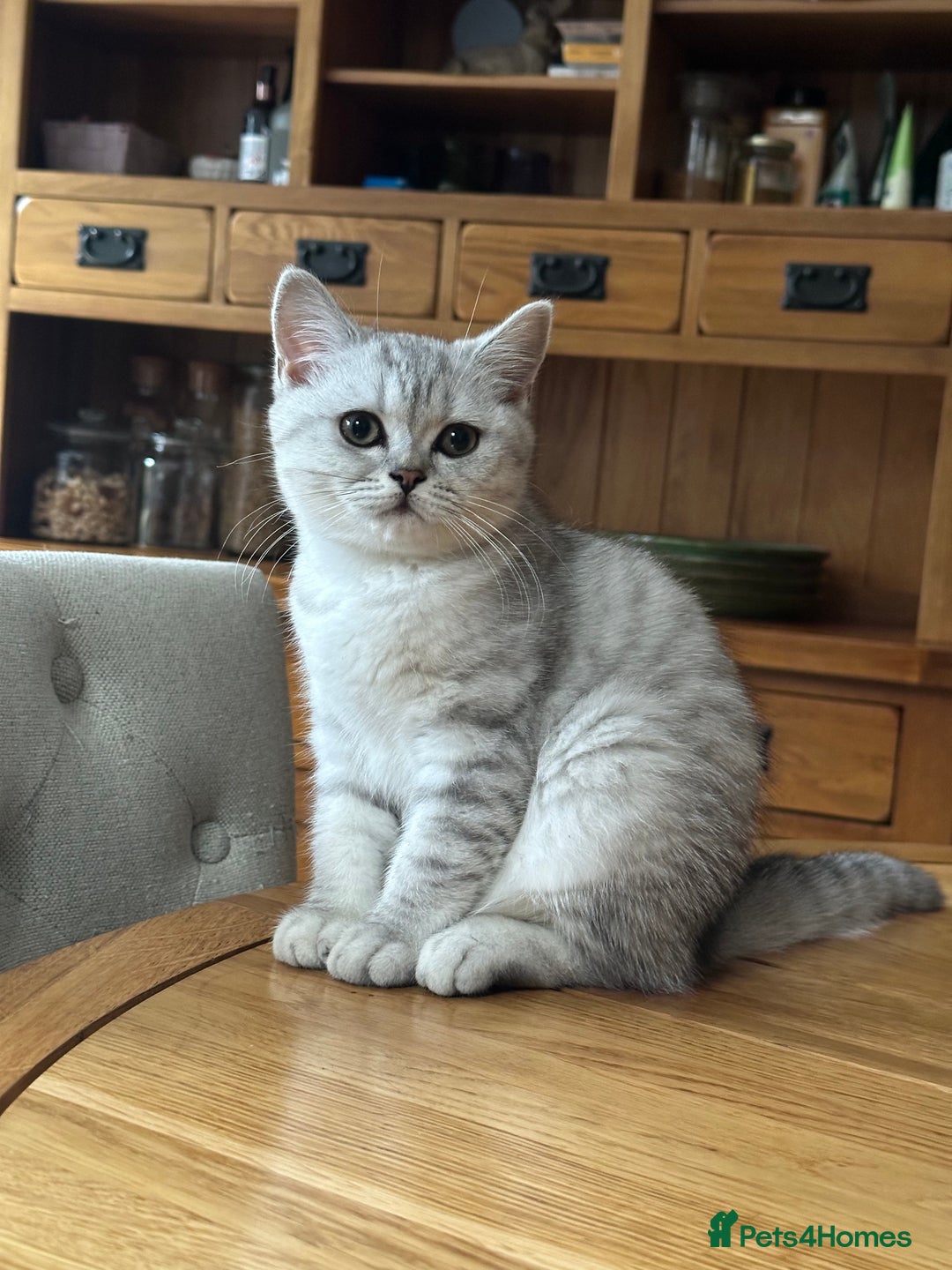 British Shorthair cats for sale: Beautiful British Shorthair Girls - Image 1