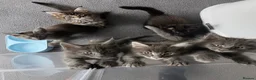 Maine Coon cats for stud: GCCF & TICA Blue Silver Mackerel Tabby - Advert 10