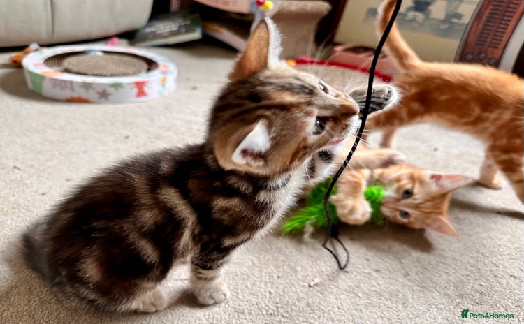 Mixed Breed cats - Advert 10