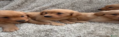 Golden Retriever 2