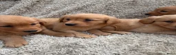 Golden Retriever dogs for sale: Dark Golden Retriever Puppies in Bradford - Advert 8