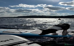 Mixed Breed dogs for sale: Collie mixed malinois  - Advert 15