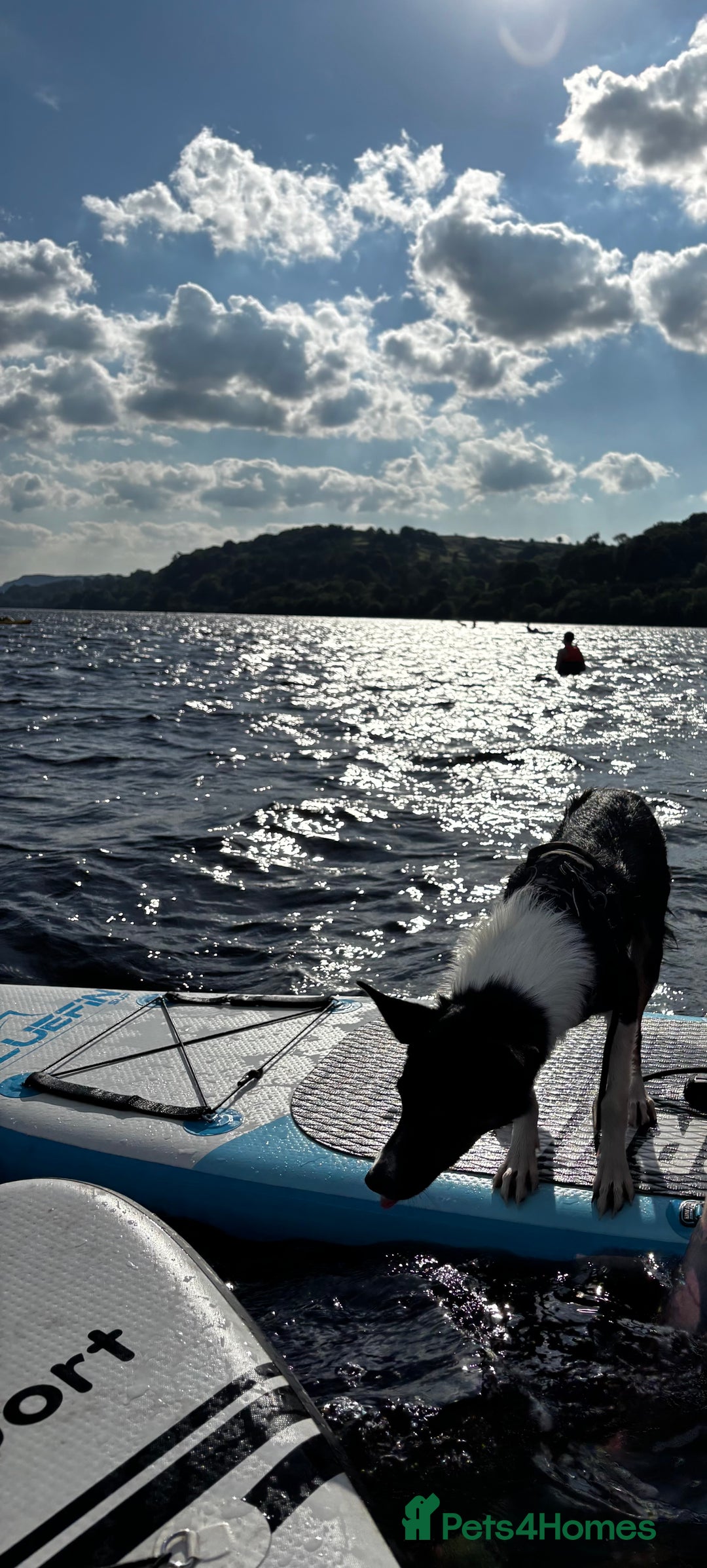 Mixed Breed dogs for sale: Collie mixed malinois  - Advert 15