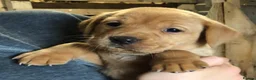Labrador Retriever dogs for sale: Adorable KC Fox Red Lab Puppies - Advert 10
