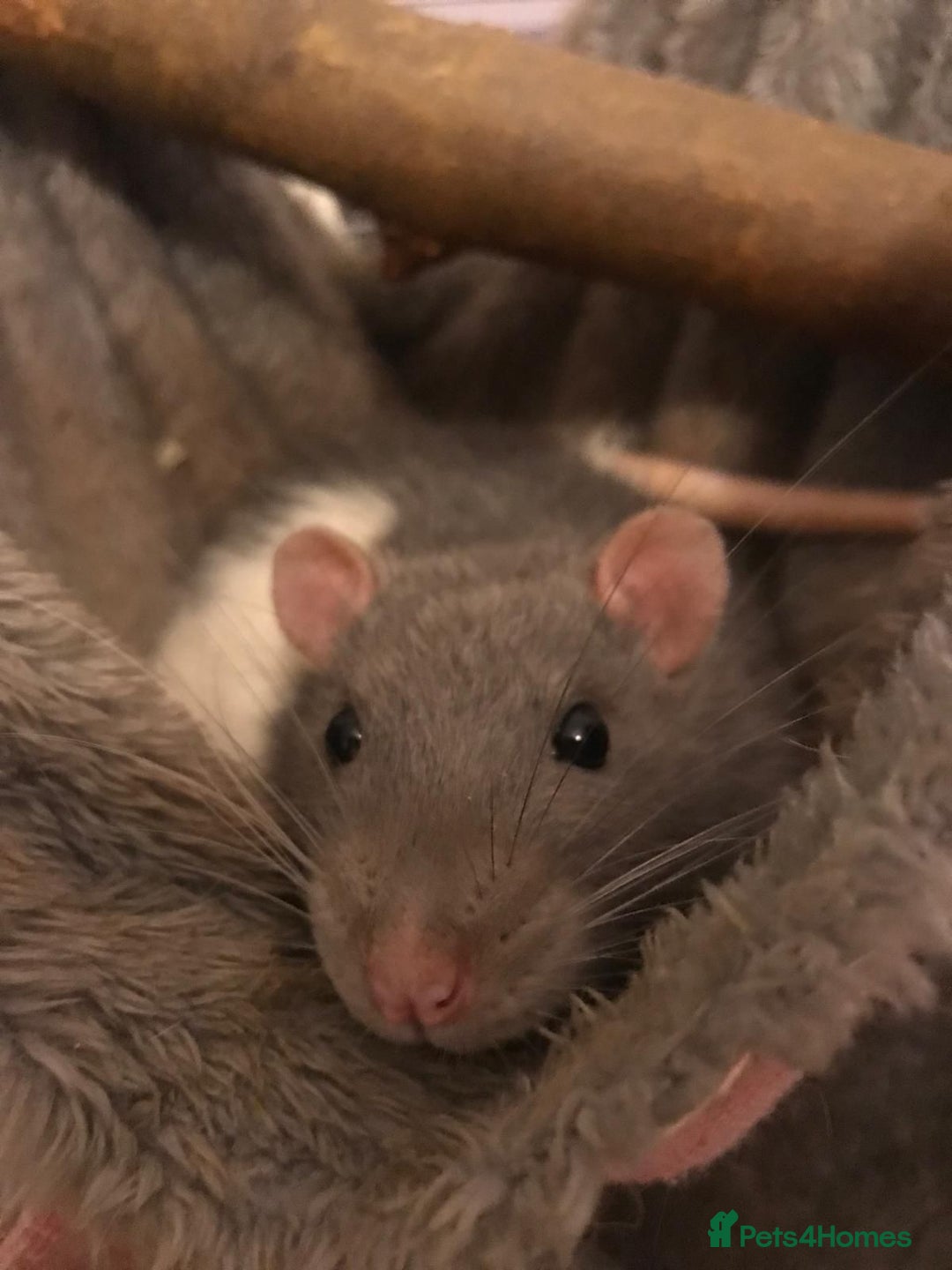 Rat rodents for sale: 😢 IT IS TIME. Ozzy and Murphy Need a New Home 🐀  - Advert 5