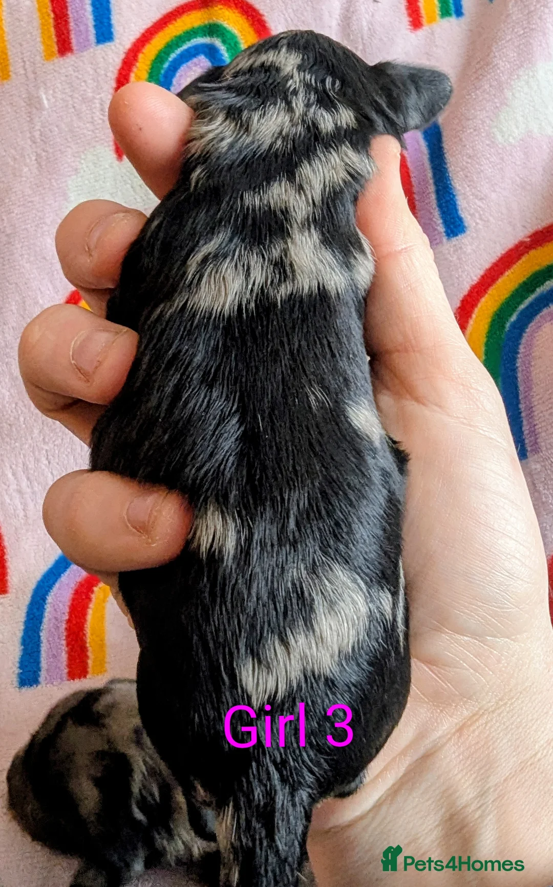 Cavapoo dogs for sale: DNA health tested Merle Cavapoos - Advert 3