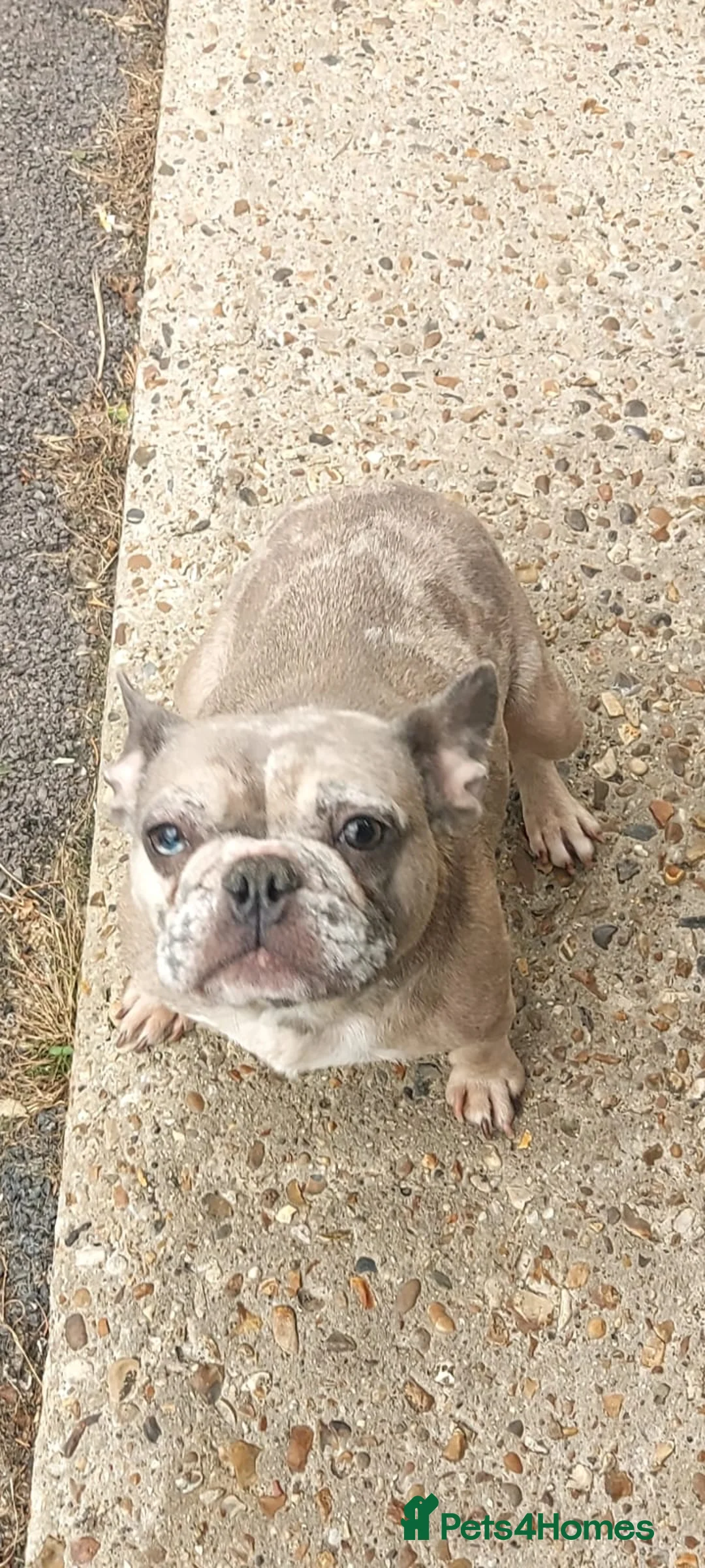 French Bulldog dogs for sale: 2 french bulldogs - Advert 2