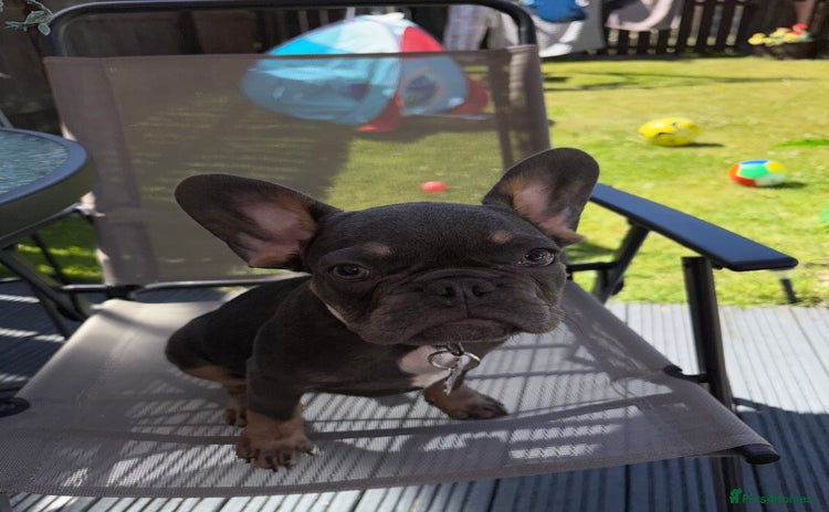 French Bulldog dogs - Advert 1