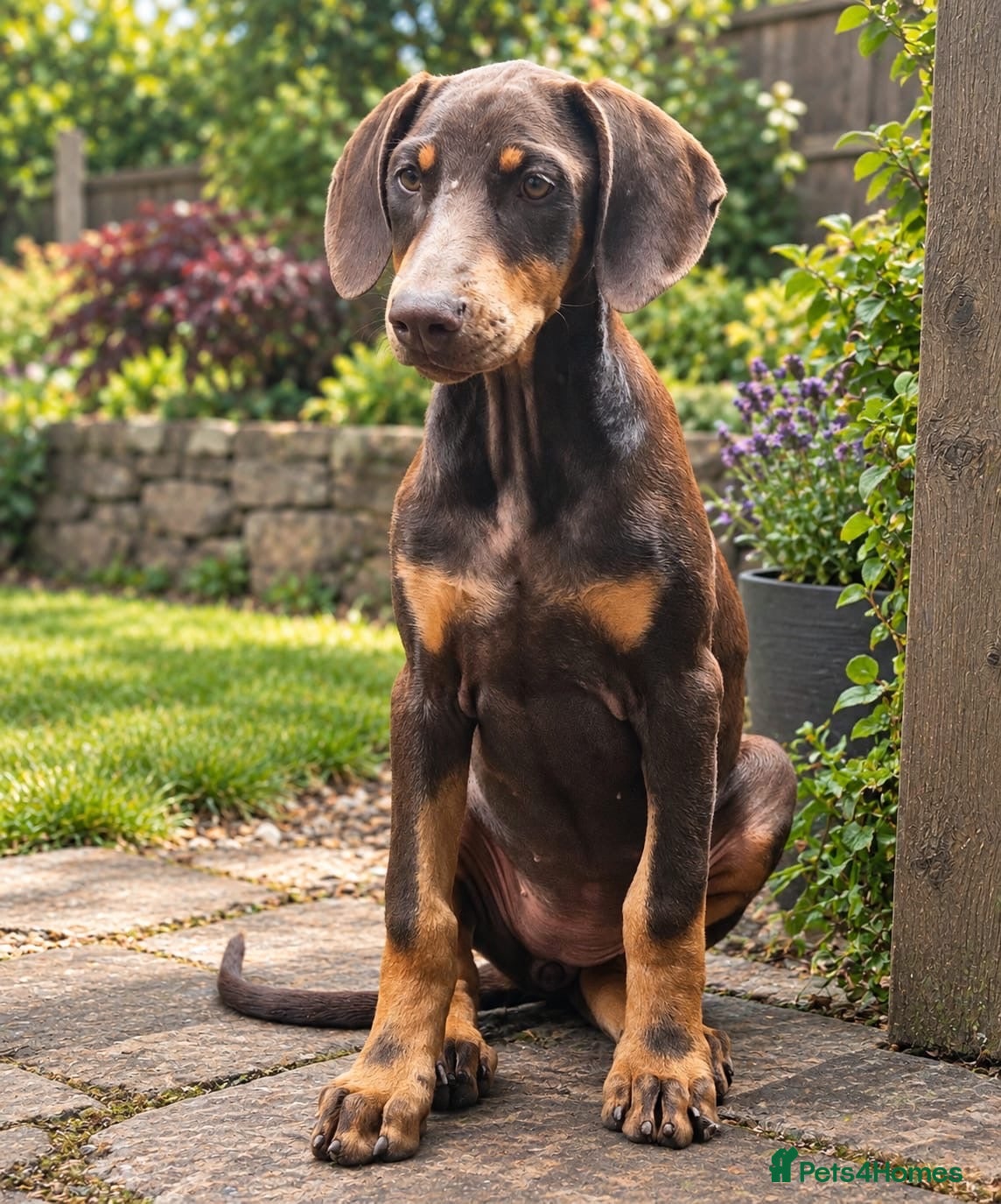 Dobermann dogs 🐾 Top Quality Male & female 🐾  - Advert 1