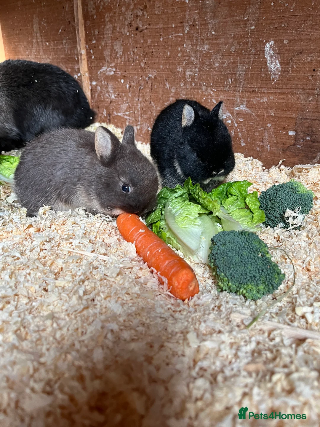 Netherland Dwarf rabbits for sale: Netherlands dwarf baby’s  - Advert 2