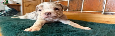 Olde English Bulldogge Puppy 5