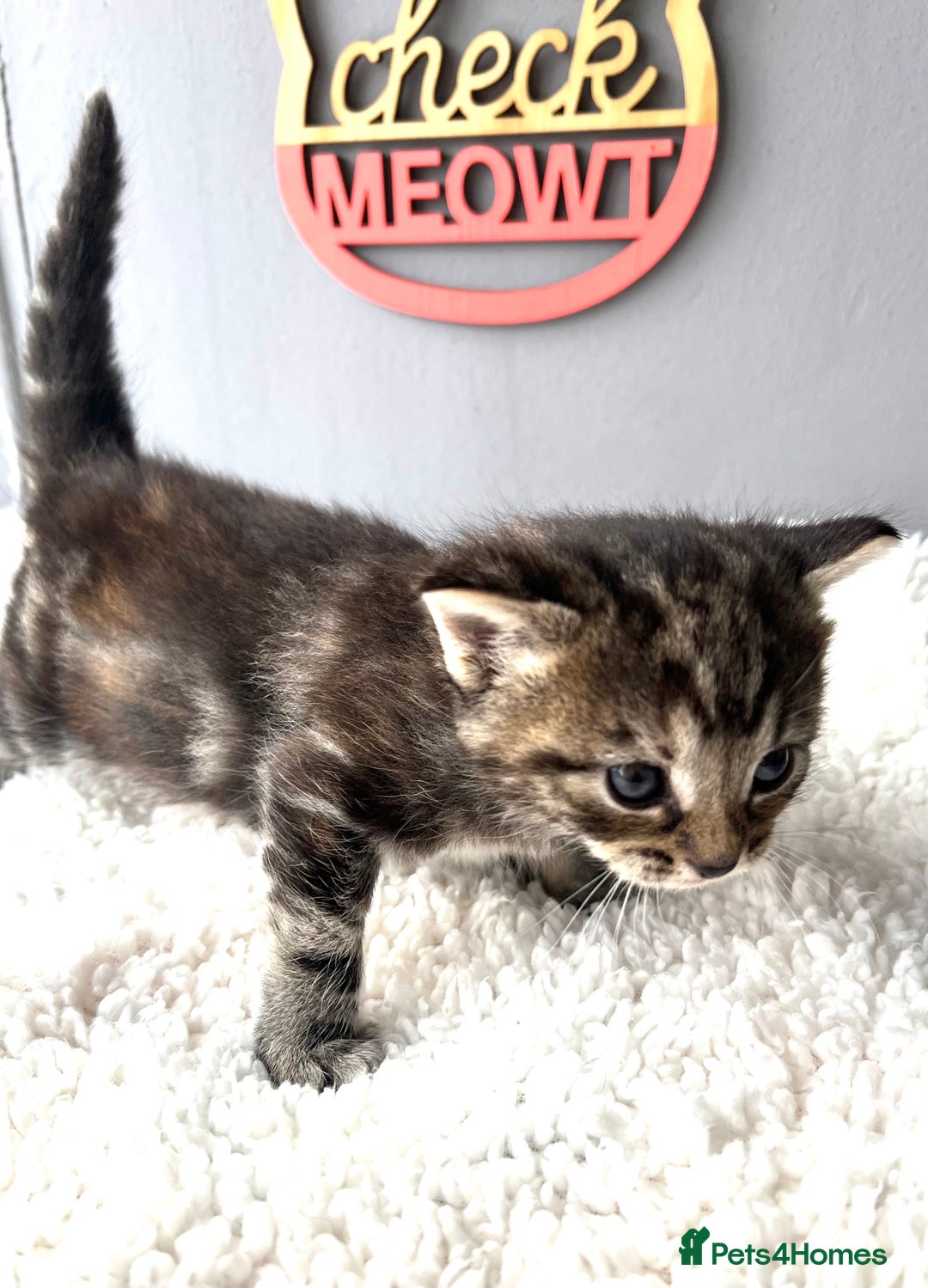 Mixed Breed cats for sale: 4  GORGEOUS TABBY/TORTOISHELL GIRLS.   - Image 4