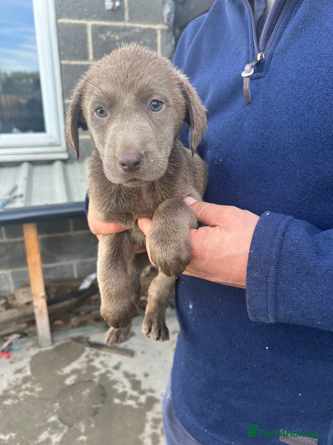 Labrador Retriever dogs for sale: Silver Labrador  - Image 17