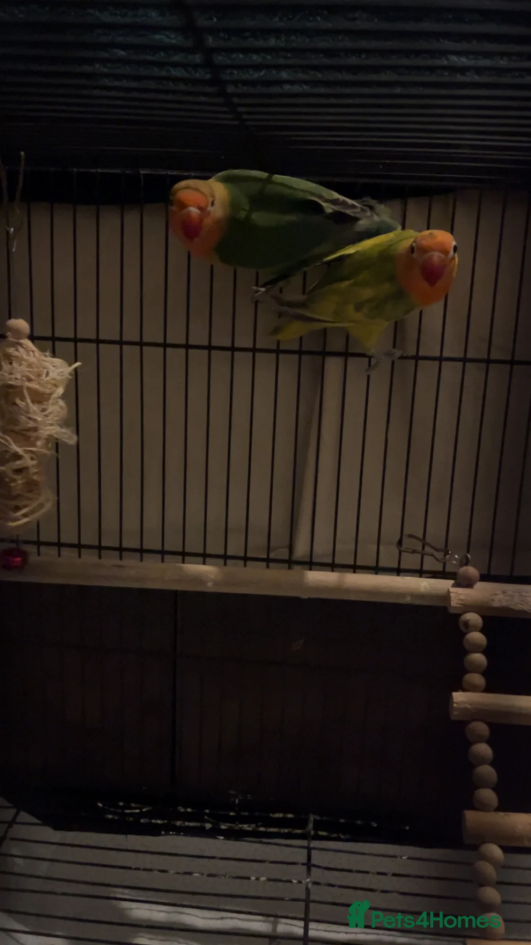 Lovebirds birds for sale: LOVEBIRDS+CAGE(open to reasonable offers) - Advert 4