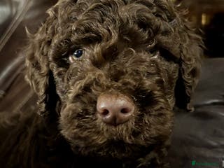 Labradoodle dogs stunning F2 labradoodle pups... 7 available now - Advert 1