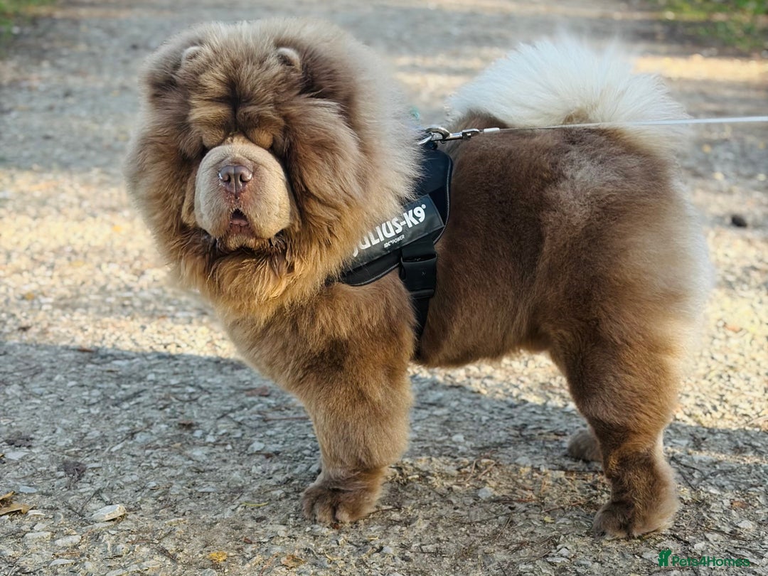 Chow Chow dogs for stud: Rare Lilac Chow Chow for stud 🦁 - Advert 1