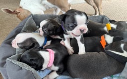 Boston Terrier dogs for sale: Beautiful Boston Terrier Puppies for Loving Homes - Image 22