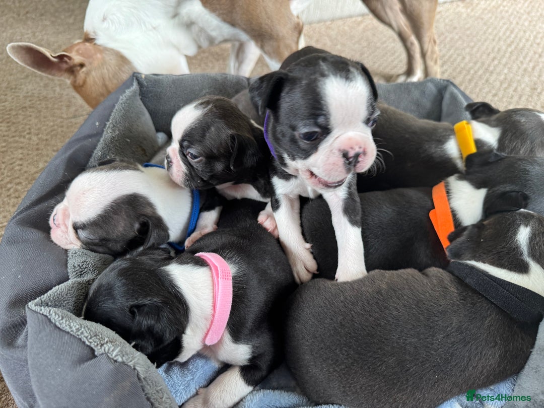 Boston Terrier dogs for sale: Beautiful Boston Terrier Puppies for Loving Homes - Image 22