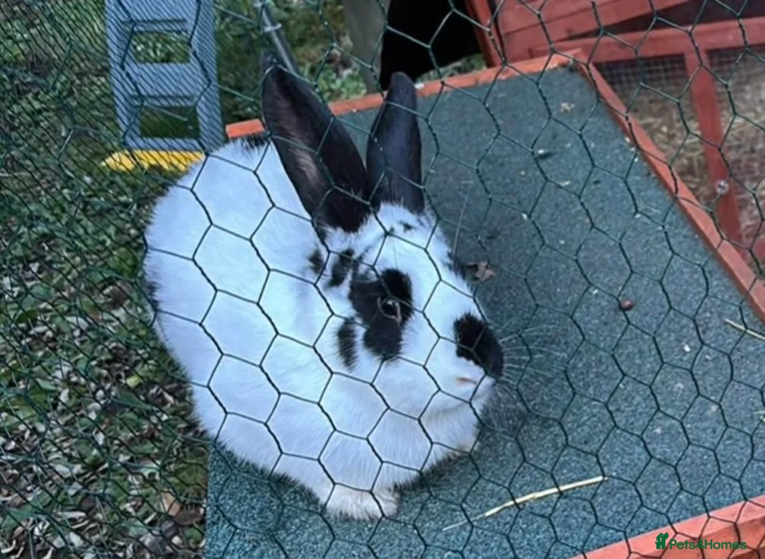 Mixed Breed rabbits for sale: Continental giant x lop - Advert 2