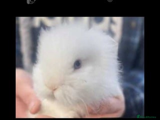 Lionhead rabbits 6 baby bunnies ready to leave - Advert 1