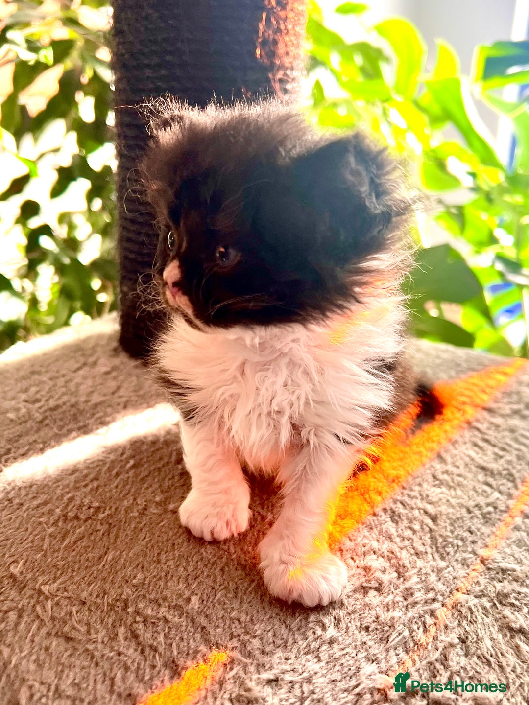 Selkirk Rex cats for sale: Stunning Selkirk rex kittens - Advert 15