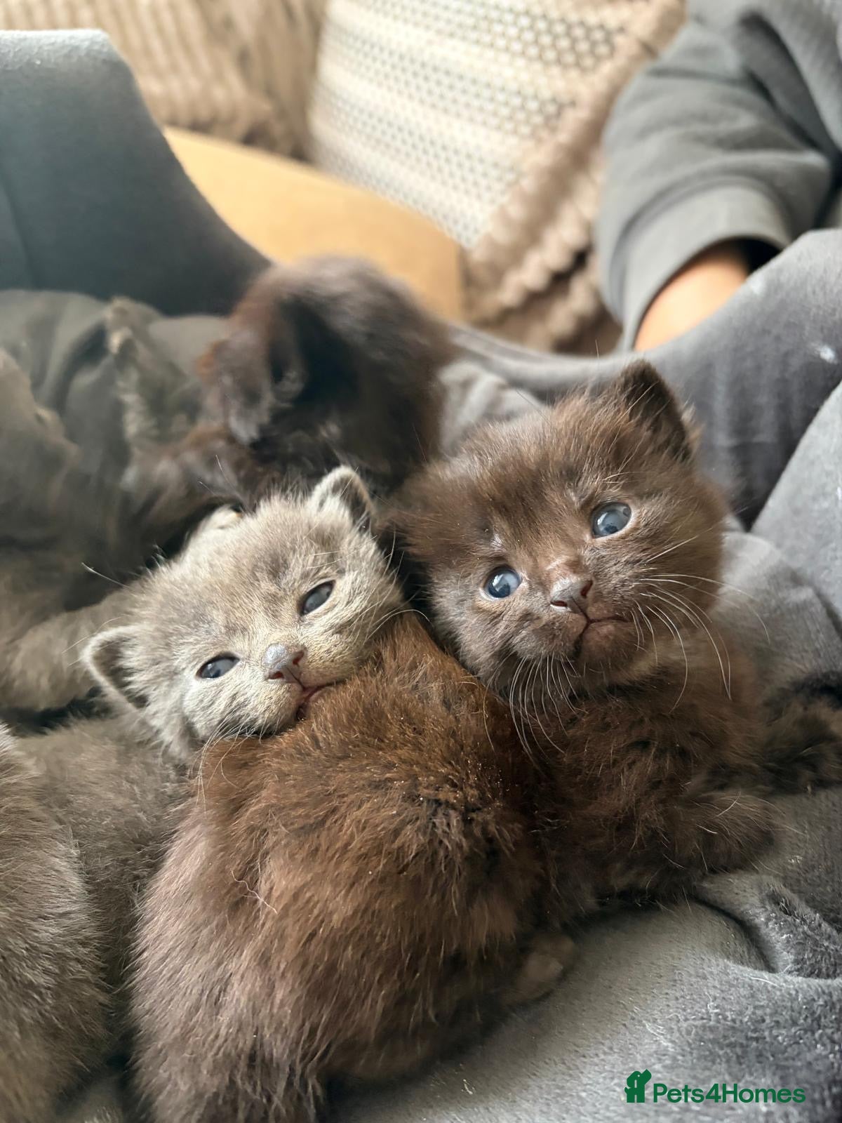 Maine Coon cats Mainecoon cross kittens looking for a forever home - Advert 4