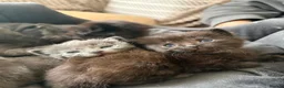 Maine Coon cats for sale: Mainecoon cross kittens looking for a forever home - Advert 11