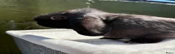Dwarf Lop rabbits for sale: Stunning black self boy  - Advert 4