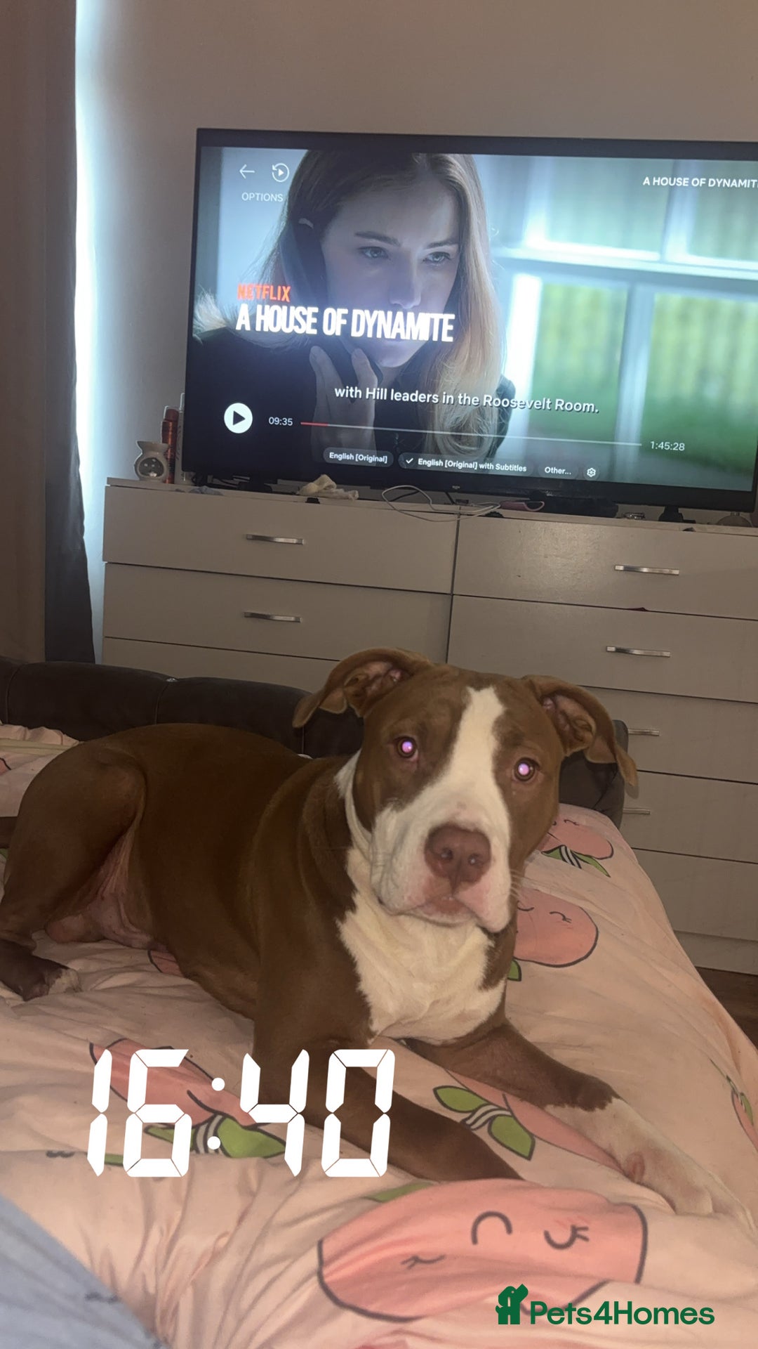 Mixed Breed dogs for sale: Albert  - Advert 2