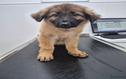 German Shepherd dogs for sale: Stunning blue and sable GSD puppies - Image 19