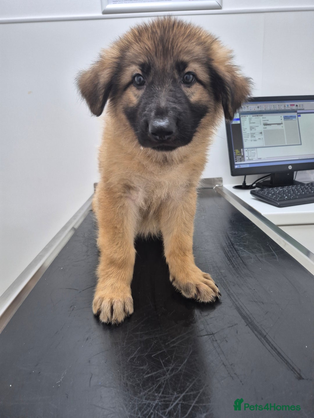 German Shepherd dogs for sale: Stunning blue and sable GSD puppies - Image 19