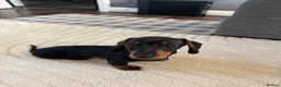 Miniature Dachshund dogs for sale: Miniature Dachshund  - Advert 2