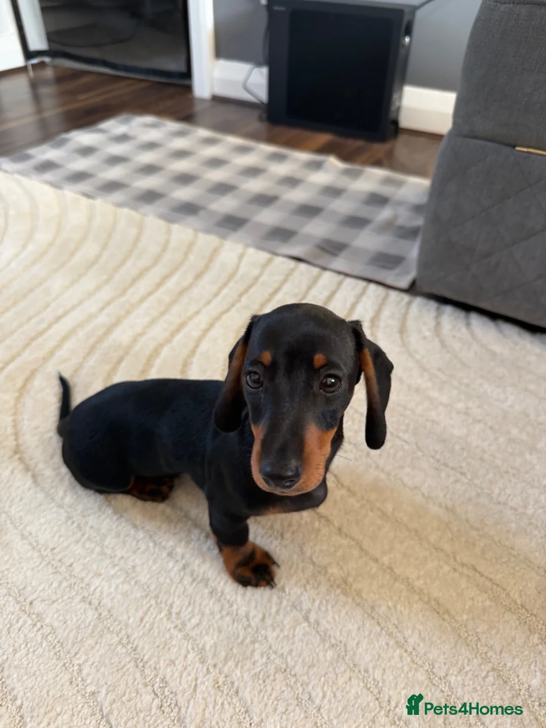 Miniature Dachshund dogs for sale: Miniature Dachshund  - Advert 2