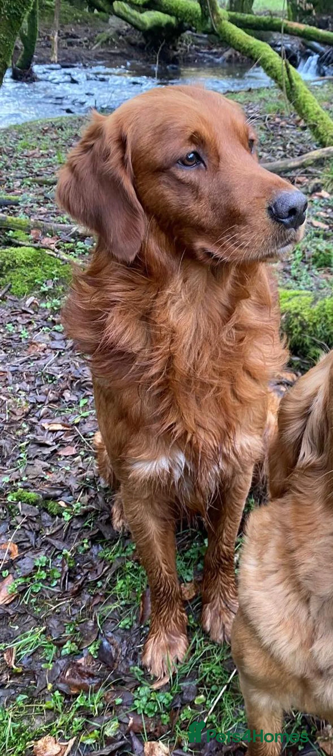 Golden Retriever dogs for stud: STUNNING RED STUD DOG, FULLY HEALTH TESTED in Bristol - Advert 14