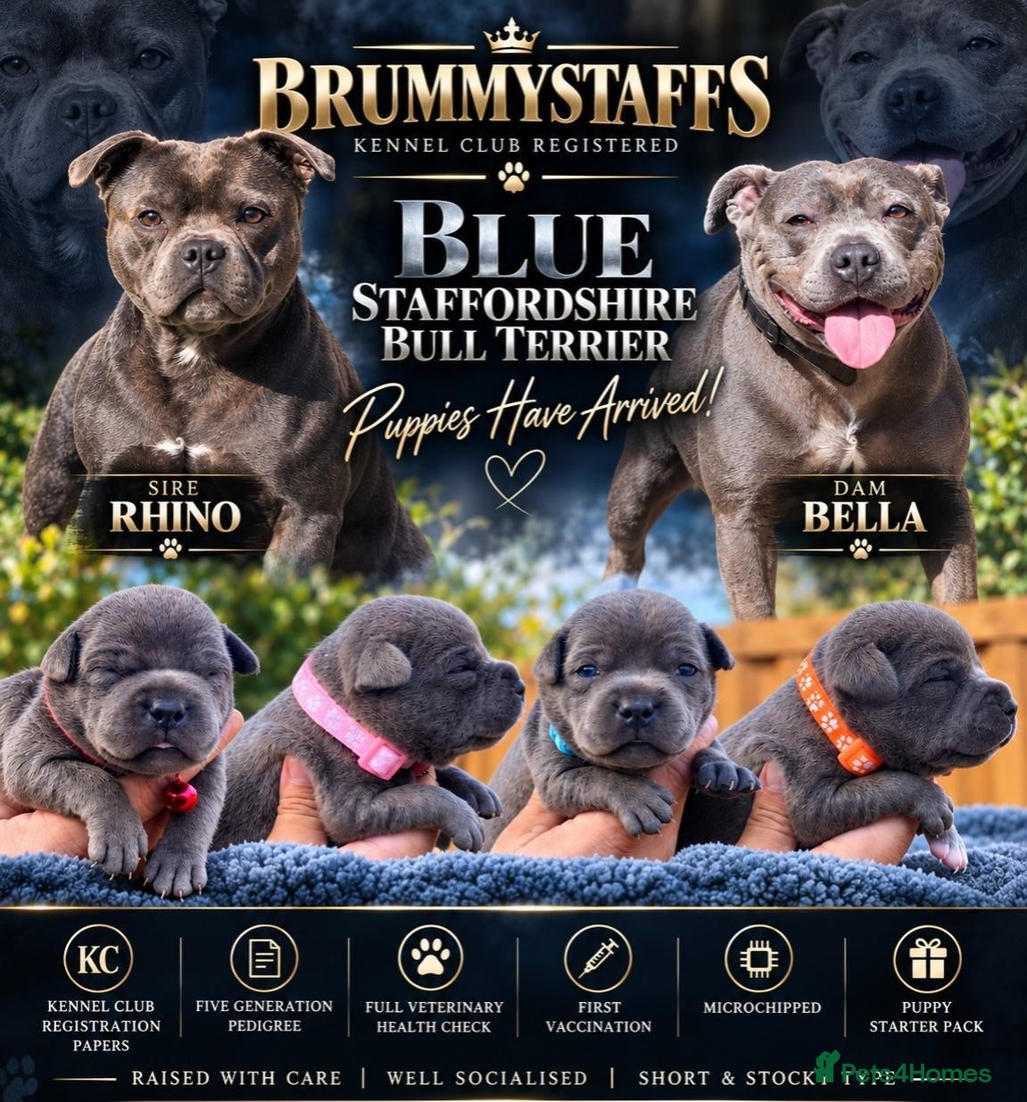Staffordshire Bull Terrier dogs SOLID BLUE TEDDY BEARS 🧸  - Advert 1