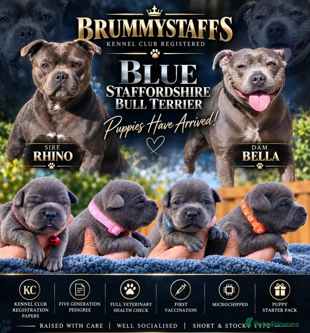 Staffordshire Bull Terrier dogs for sale: SOLID BLUE TEDDY BEARS 🧸  - Advert 1