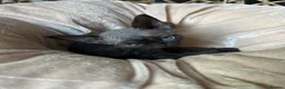 Devon Rex cats for sale: Gorgeous Devon Rex kittens - Advert 12
