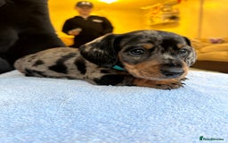 Dachshund dogs for sale: Beautiful silver dapple mini dachshund puppies! 🐾 - Image 6