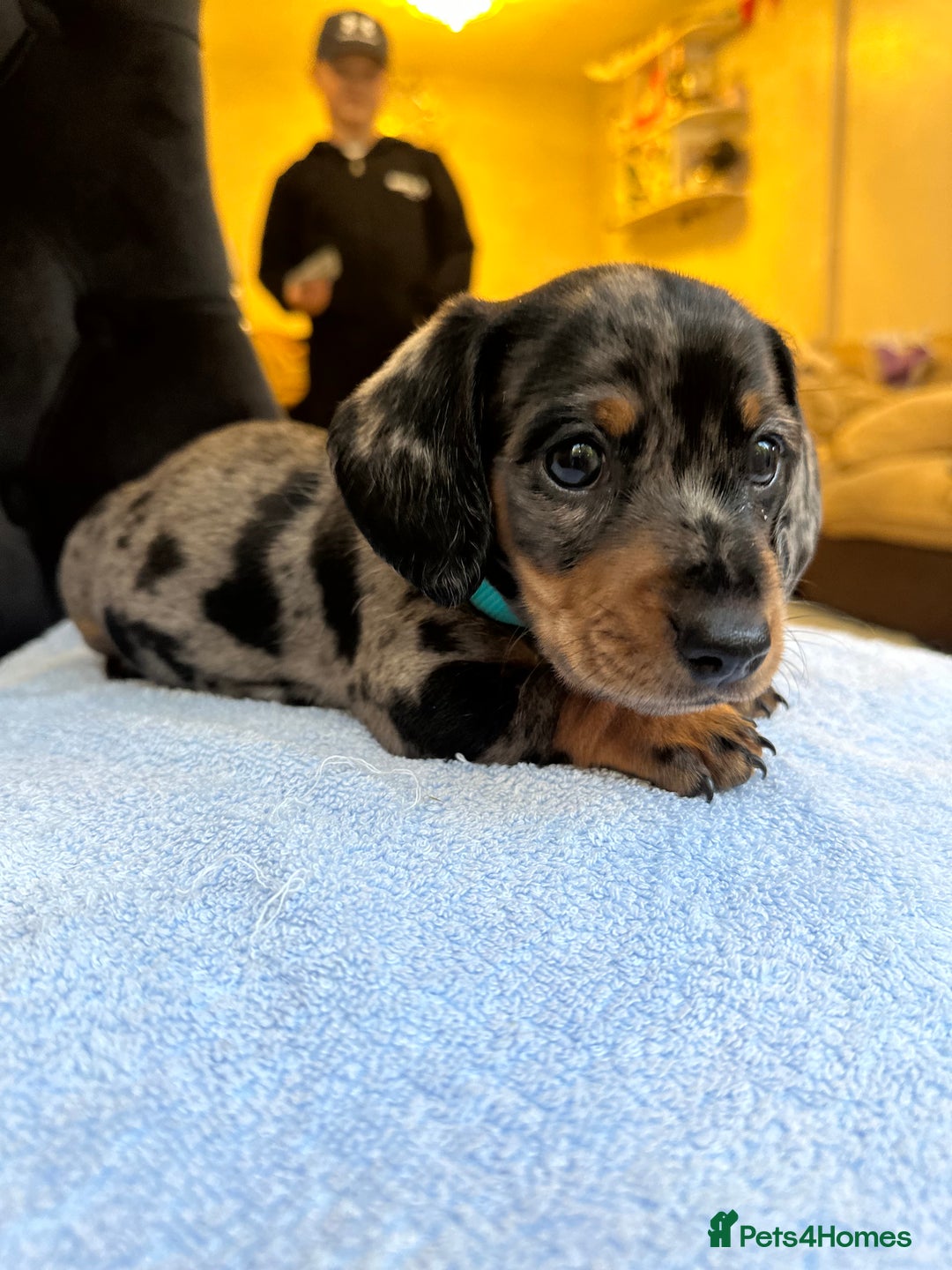 Dachshund dogs for sale: Beautiful silver dapple mini dachshund puppies! 🐾 - Image 6