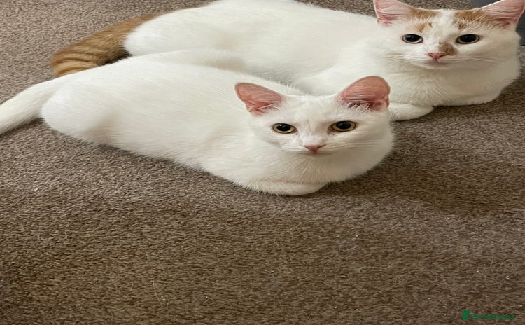 Turkish Van cats Turkish van cats - Advert 1