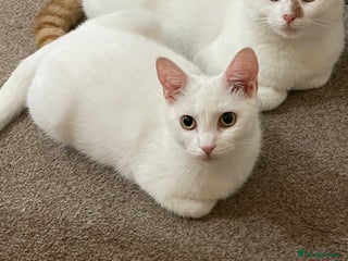 Turkish Van cats Turkish van cats - Advert 1