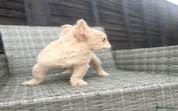 French Bulldog dogs for sale: Fluffy French bulldog male  - Image 7