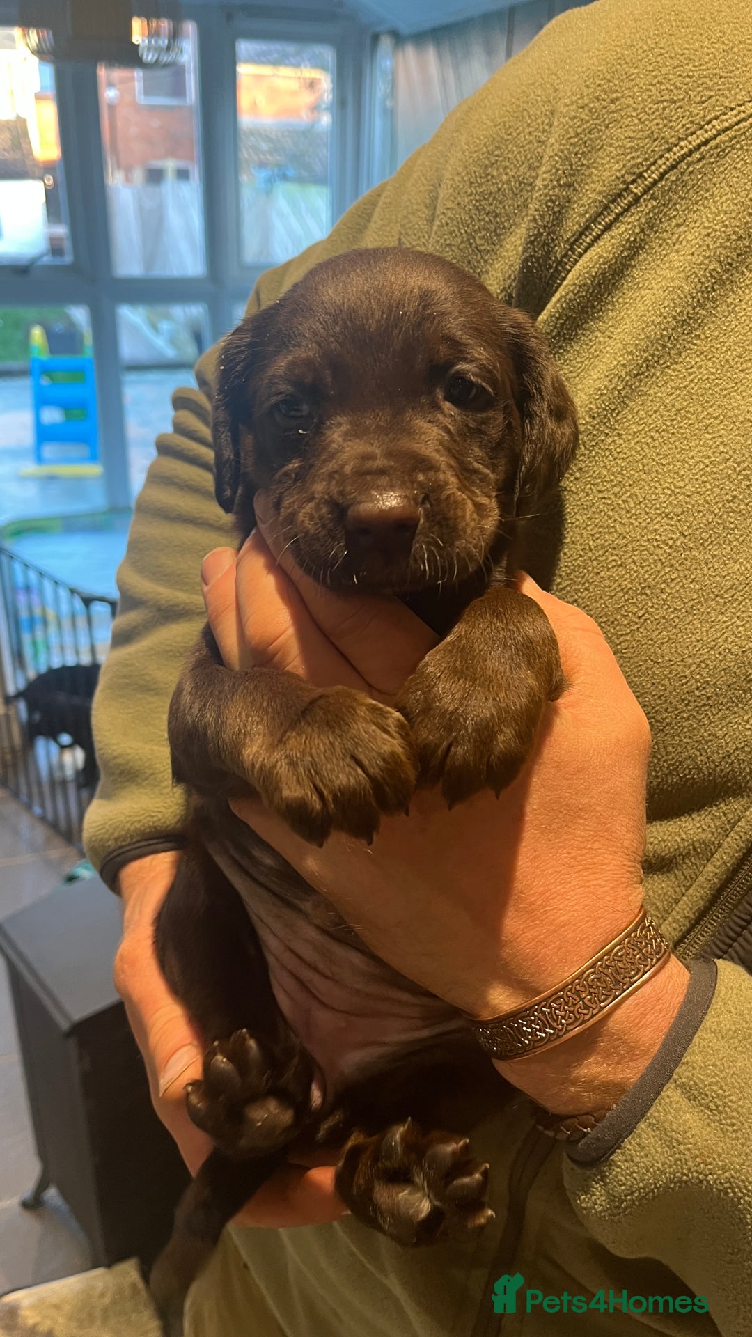 Mixed Breed dogs for sale: Cockerspaniel x Labrador ** !!  - Advert 7